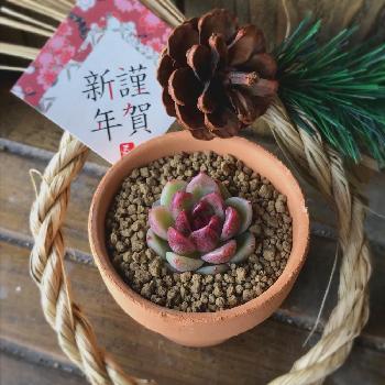 1483335382270_thum_1483335381790_thum_tmp