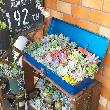 多肉をモリモリ寄せ植えするなら、工具箱でジャンク＆男前風に