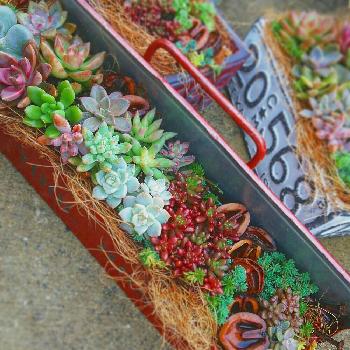 多肉をモリモリ寄せ植えするなら、工具箱でジャンク＆男前風に