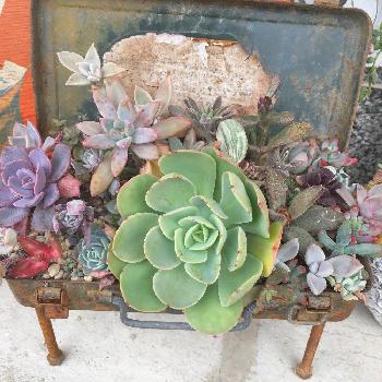 1480038489255_thum_1480038488754_thum_tmp