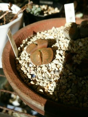 Photo by ふじふじさん@GreenSnap