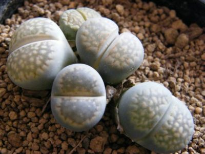 Photo by RosarioBiancoさん@GreenSnap