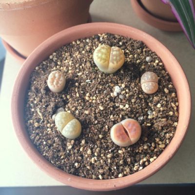 Photo by Owl gardenさん@GreenSnap