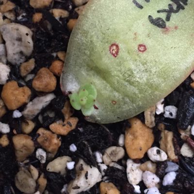 Photo by たらこまるさん@GreenSnap