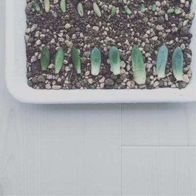 Photo by kankorinistarさん@GreenSnap