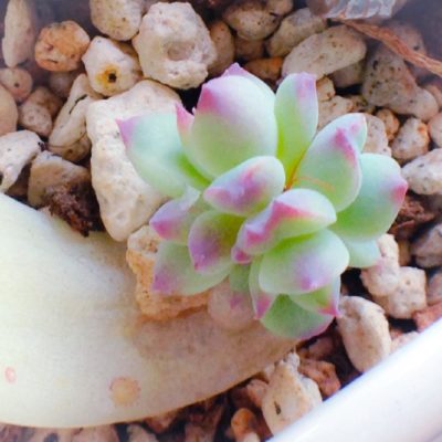 Photo by ๑らん๑さん@GreenSnap