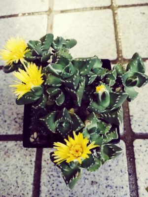 Photo by カピバラバラさん@GreenSnap