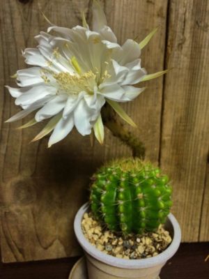 Photo by jojoさん@GreenSnap