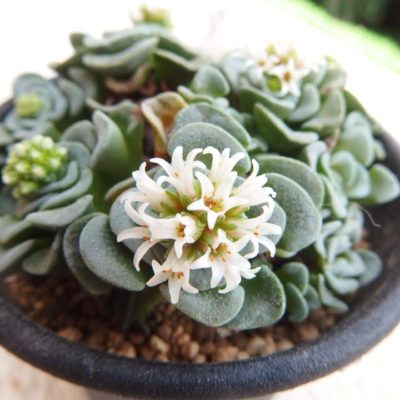 Photo by Tenさん@GreenSnap