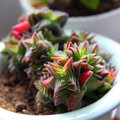 Photo by ヒロskmtさん@GreenSnap