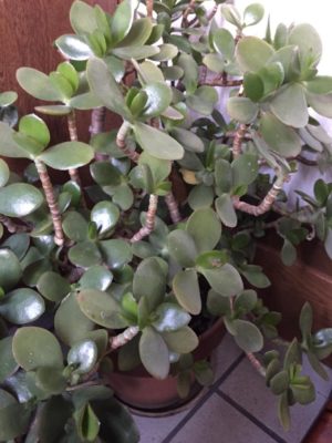 Photo by しいさん@GreenSnap