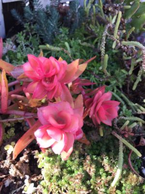 Photo by setstkoさん@GreenSnap