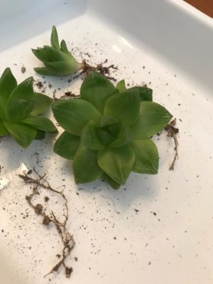 Photo by ジョリ多肉ｩ♪さん@GreenSnap