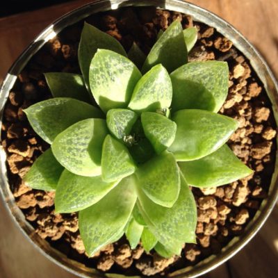 多肉植物に適した肥料とは Greensnap グリーンスナップ 多肉植物に適した肥料とは Greensnap グリーンスナップ