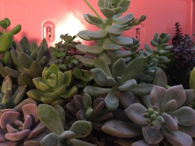 Photo by NAGOMIさん@GreenSnap