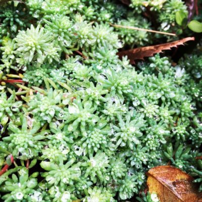 Photo by chelseaさん@GreenSnap