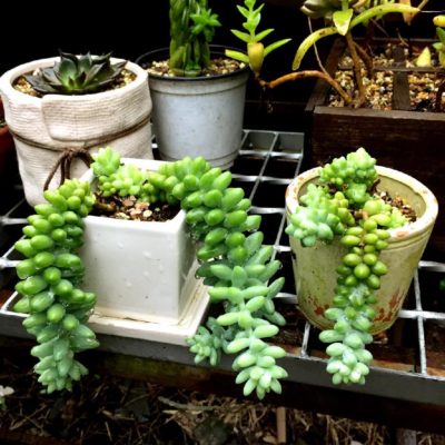 Photo by ちえり。さん@GreenSnap