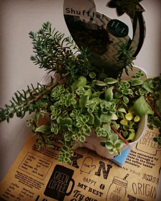 Photo by mintchocoさん@GreenSnap