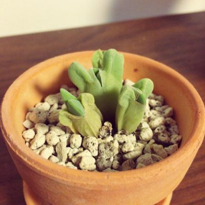 Photo by Maaahxxさん@GreenSnap