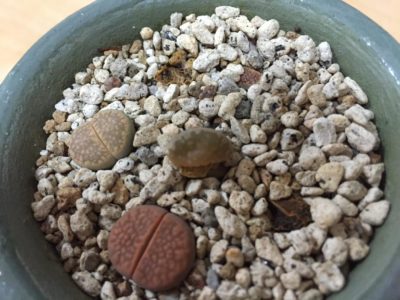 Photo by コージーさん@GreenSnap