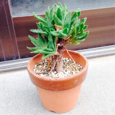 Photo by KuMap(°ᴥ^)さん@GreenSnap