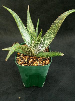 Photo by なおたかさん@GreenSnap