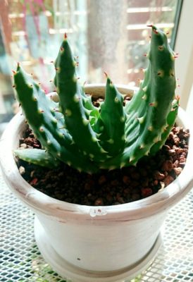 Photo by みぃぴょさん@GreenSnap