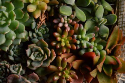 Photo by ekko.yさん@GreenSnap