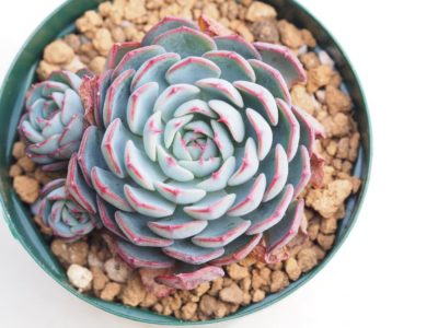 Photo by Tenさん@GreenSnap