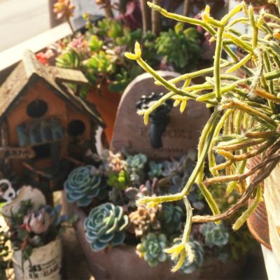 Photo by moongardenさん@GreenSnap