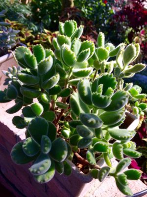 Photo by saoiさん@GreenSnap