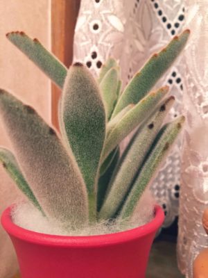 Photo by 琥珀さん@GreenSnap