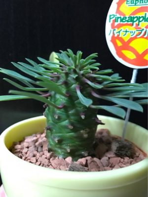 Photo by cphzさん@GreenSnap