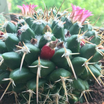 Photo by yaaさん@GreenSnap