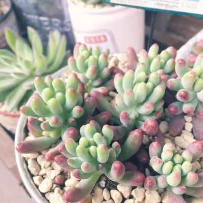 Photo by Miiiiikoさん@GreenSnap