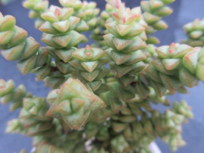 Photo by 四十郎さん@GreenSnap