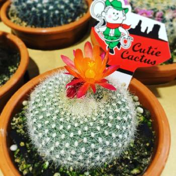 Photo by はなみらいさん