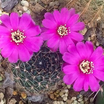 Photo by さぼちゃんだいすきさん