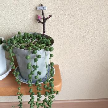 Photo by ふわふわさん