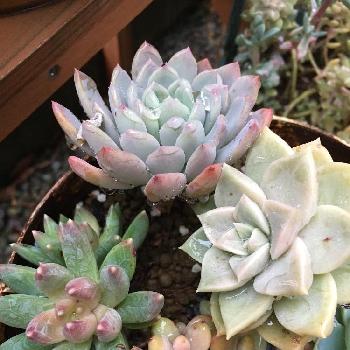 Photo by きょこ☆ブルーさん