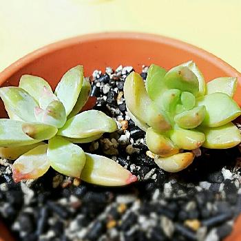 Photo by みん。さん