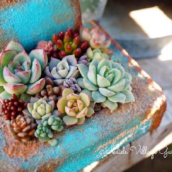 Photo by mayuno（I.V.Ｇarden）さん