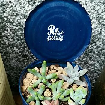 Photo by しのぶさん