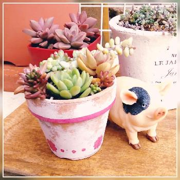 Photo by 肉の爪さん