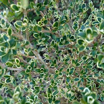 Photo by かにもさん