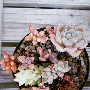 紅葉することも？多肉植物センペルビウム｜🍀GreenSnap（グリーン