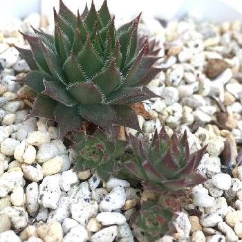 紅葉することも？多肉植物センペルビウム｜🍀GreenSnap（グリーン