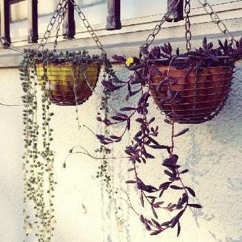 Photo by ぐっさん忍者さん