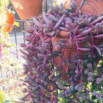 Photo by naonaoさん