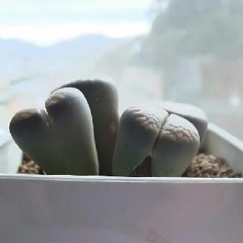 Photo by ミチヨさん